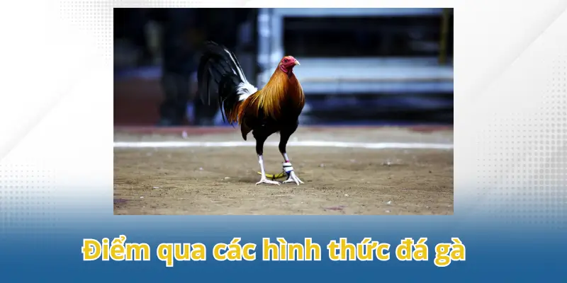Điểm qua các hình thức đá gà trên nền tảng phổ biến nhất