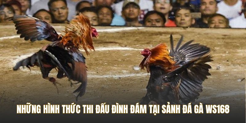 Những hình thức thi đấu đình đám tại sảnh đá gà WS168
