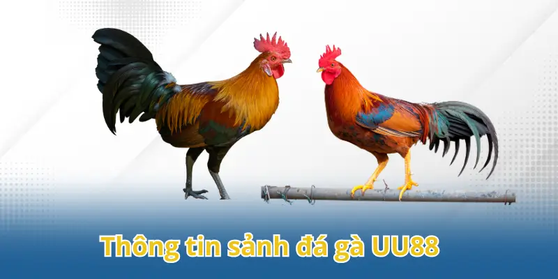 Các thông tin cơ bản về sảnh đá gà UU88 bạn nên biết