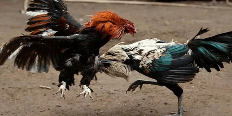 Trải Nghiệm Đá Gà Trực Tiếp UU88 Với Tỷ Lệ Thưởng Cao