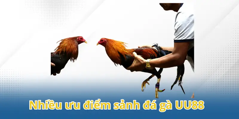 Sảnh đá gà UU88 sở hữu nhiều lợi thế vượt trội nhất